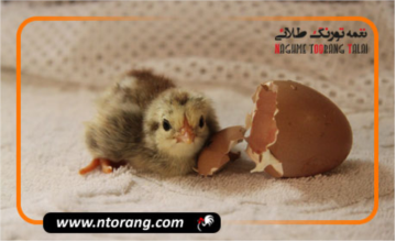 علت مرگ و میر و تلفات جوجه ها در دوره هَچ